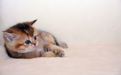 Desktop wallpaper. Cats. ID:42444