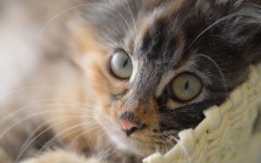 Desktop wallpaper. Cats. ID:42447