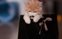 Desktop wallpaper. Cats. ID:42449