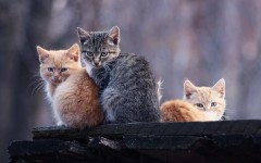 Desktop wallpaper. Cats. ID:42450