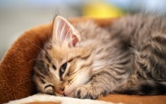 Desktop wallpaper. Cats. ID:42451