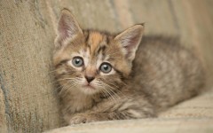 Desktop wallpaper. Cats. ID:42452