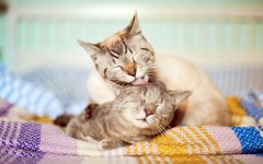 Desktop wallpaper. Cats. ID:42453