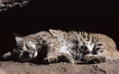 Desktop wallpaper. Cats. ID:42455