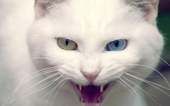 Desktop wallpaper. Cats. ID:42456