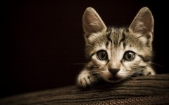 Desktop wallpaper. Cats. ID:42457