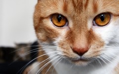 Desktop wallpaper. Cats. ID:42458