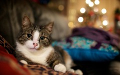 Desktop wallpaper. Cats. ID:42460