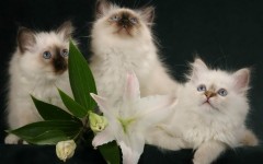 Desktop wallpaper. Cats. ID:42461