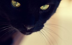 Desktop wallpaper. Cats. ID:42462