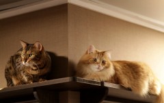 Desktop wallpaper. Cats. ID:42463