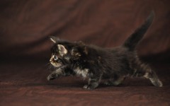 Desktop wallpaper. Cats. ID:42464