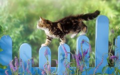 Desktop wallpaper. Cats. ID:42465