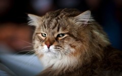 Desktop wallpaper. Cats. ID:42466