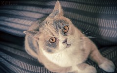 Desktop wallpaper. Cats. ID:42467