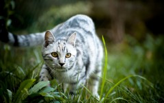 Desktop wallpaper. Cats. ID:42468
