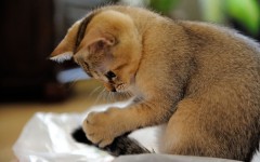 Desktop wallpaper. Cats. ID:42469