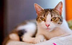 Desktop wallpaper. Cats. ID:42470