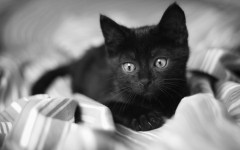 Desktop wallpaper. Cats. ID:42471
