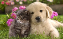 Desktop wallpaper. Cats. ID:42473
