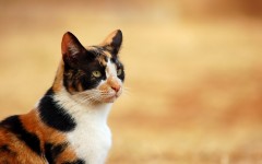 Desktop wallpaper. Cats. ID:42474