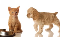 Desktop wallpaper. Cats. ID:42475