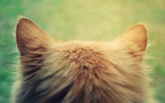 Desktop wallpaper. Cats. ID:42477