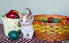 Desktop wallpaper. Cats. ID:42478