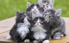 Desktop wallpaper. Cats. ID:42479