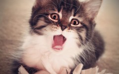Desktop wallpaper. Cats. ID:42481