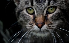 Desktop wallpaper. Cats. ID:42482