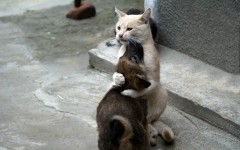 Desktop wallpaper. Cats. ID:42483
