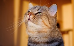 Desktop wallpaper. Cats. ID:42484