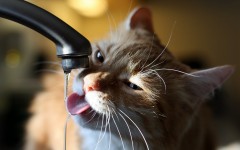 Desktop wallpaper. Cats. ID:42485