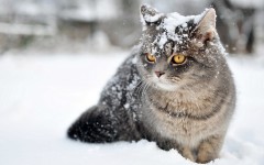 Desktop wallpaper. Cats. ID:42488