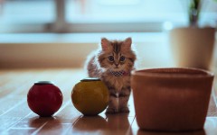 Desktop wallpaper. Cats. ID:42489
