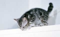 Desktop wallpaper. Cats. ID:42490