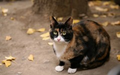 Desktop wallpaper. Cats. ID:42491