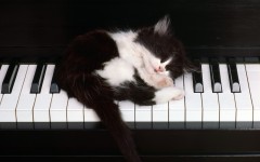Desktop wallpaper. Cats. ID:42492