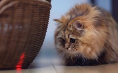 Desktop wallpaper. Cats. ID:42493