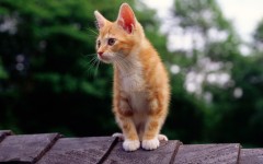 Desktop wallpaper. Cats. ID:42494