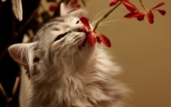 Desktop wallpaper. Cats. ID:42495