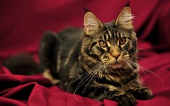 Desktop wallpaper. Cats. ID:42497