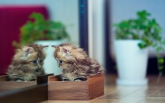Desktop wallpaper. Cats. ID:42498