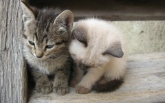 Desktop wallpaper. Cats. ID:42499