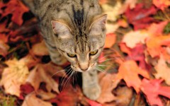 Desktop wallpaper. Cats. ID:42500