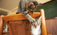 Desktop wallpaper. Cats. ID:42501