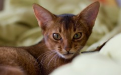 Desktop wallpaper. Cats. ID:42502