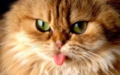 Desktop wallpaper. Cats. ID:42503