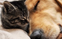 Desktop wallpaper. Cats. ID:42505